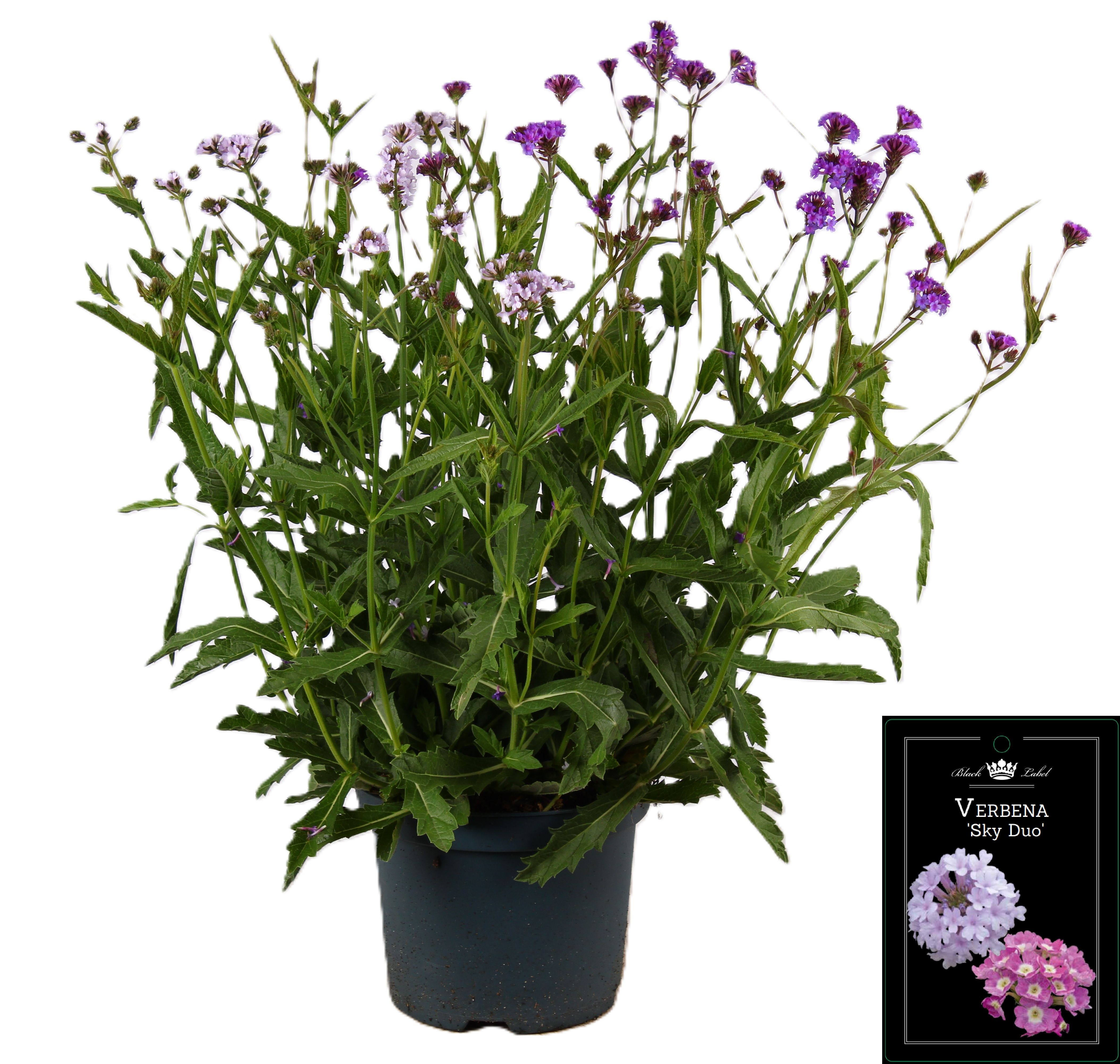 Picture of Verbena rigida Polaris Sky Duo