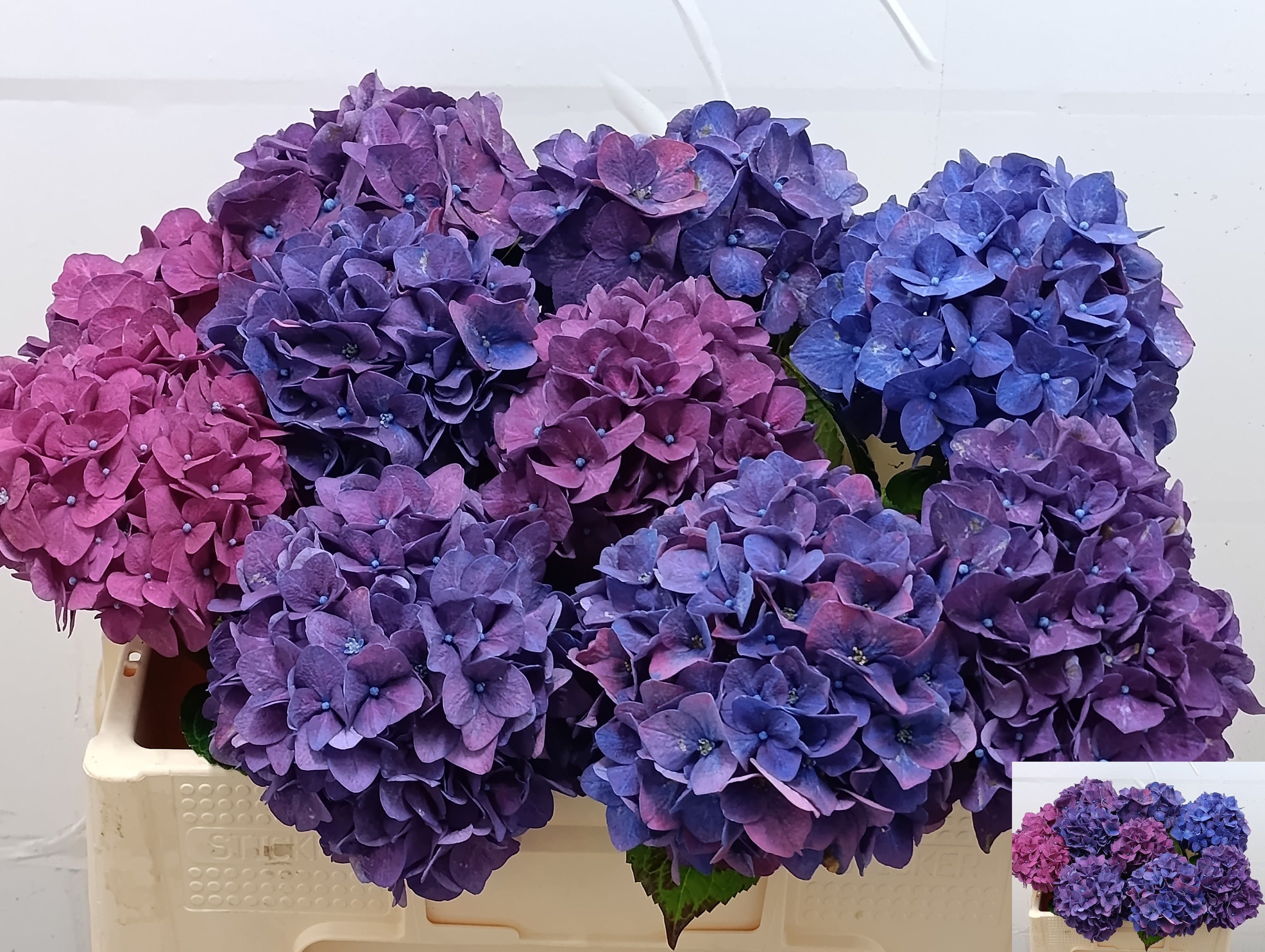 Hydrangea Rodeo Purple 50cm 14Ø