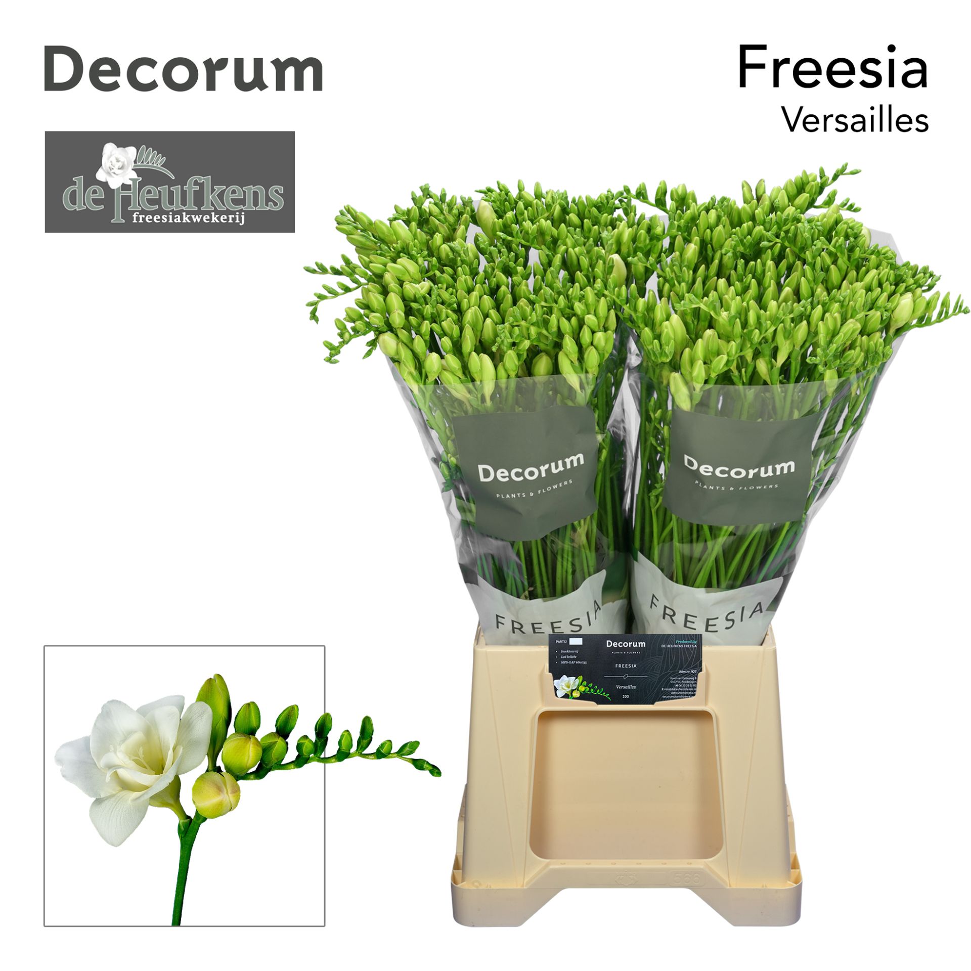 Freesia Double Versailles 23gram