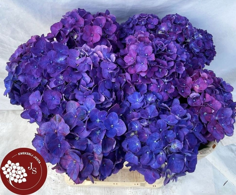 Hydrangea Rodeo Purple 70cm 20Ø