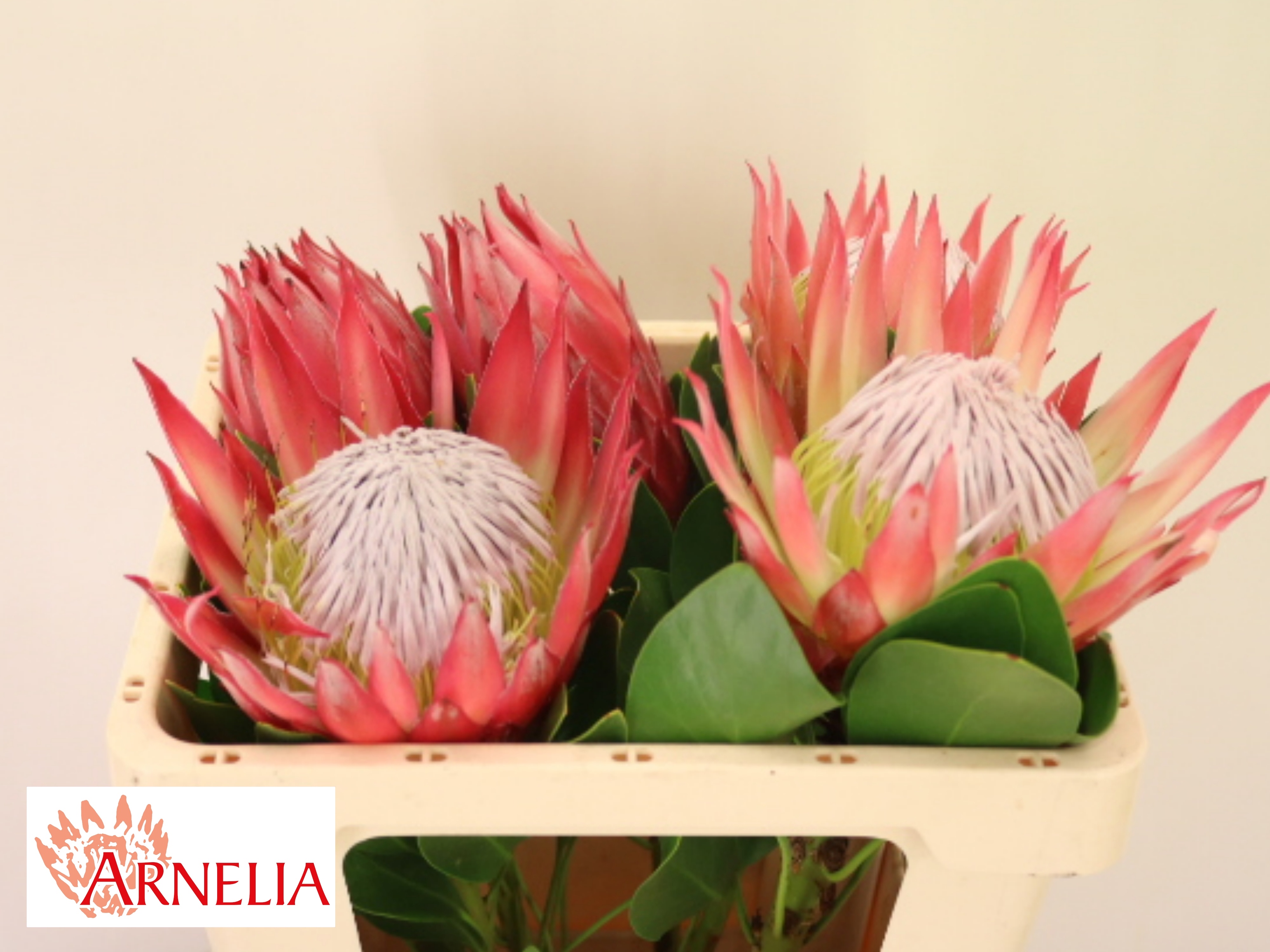 Protea Madiba 50cm