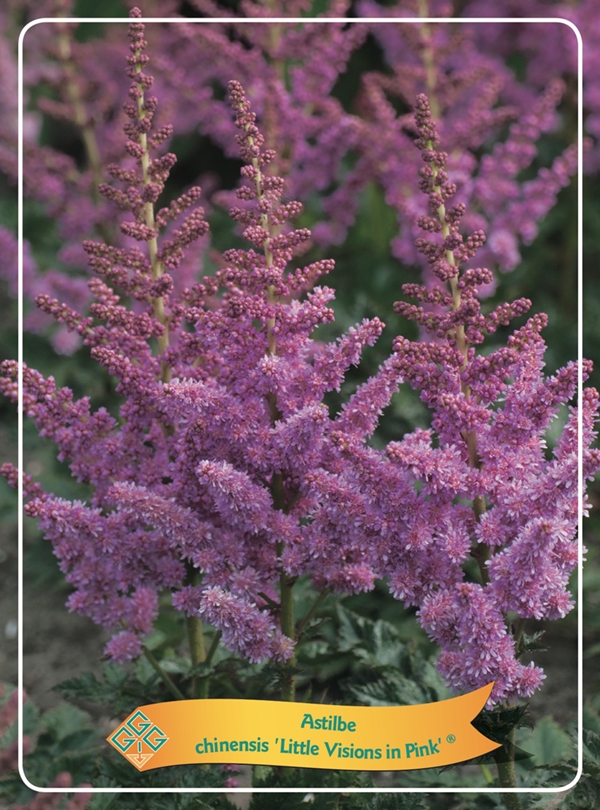 Picture of Astilbe mix 6x10 srt. per shelve P11