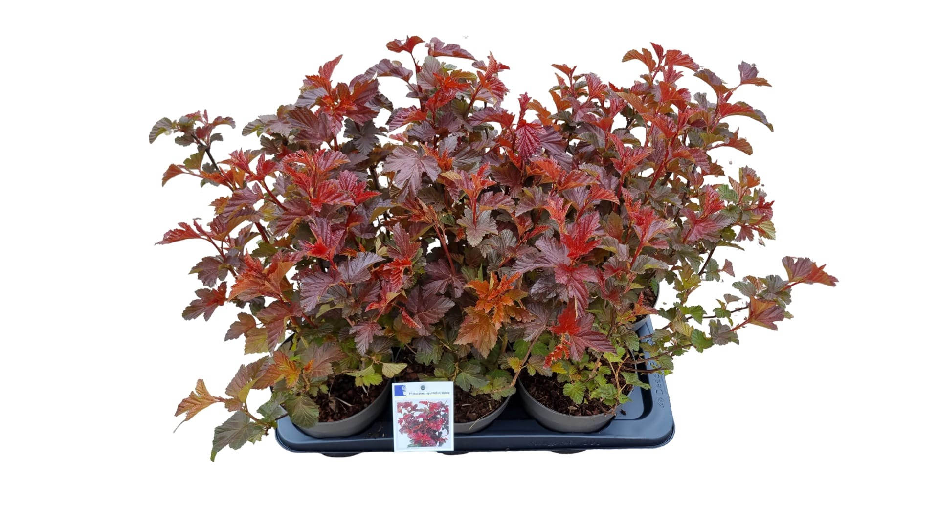 Picture of Physocarpus op. Andre P17 (2 Ltr)