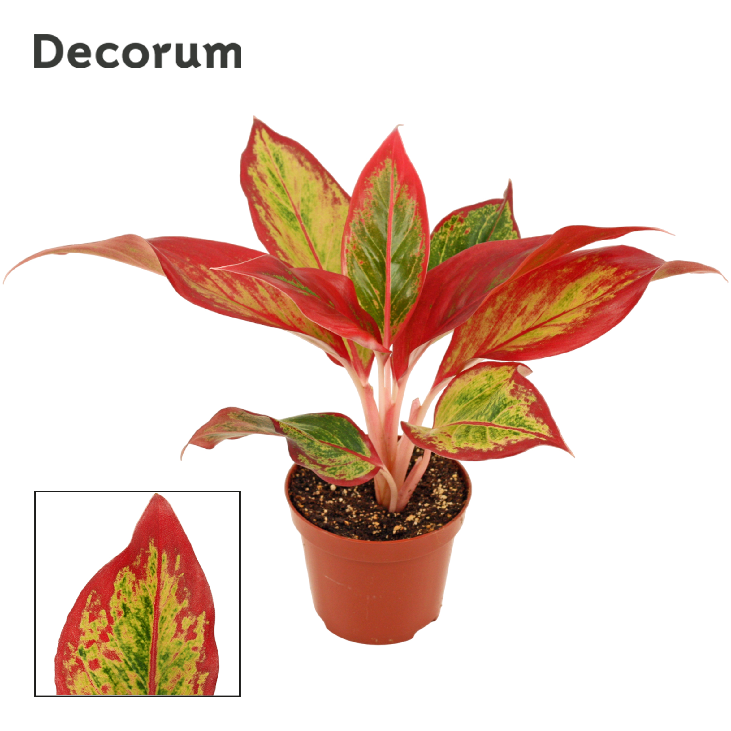 Picture of Aglaonema Red Fire (Decorum) P9 20CM