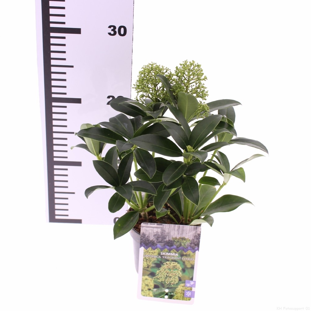 Picture of Skimmia jap. Fragrant Cloud P10.5 15CM