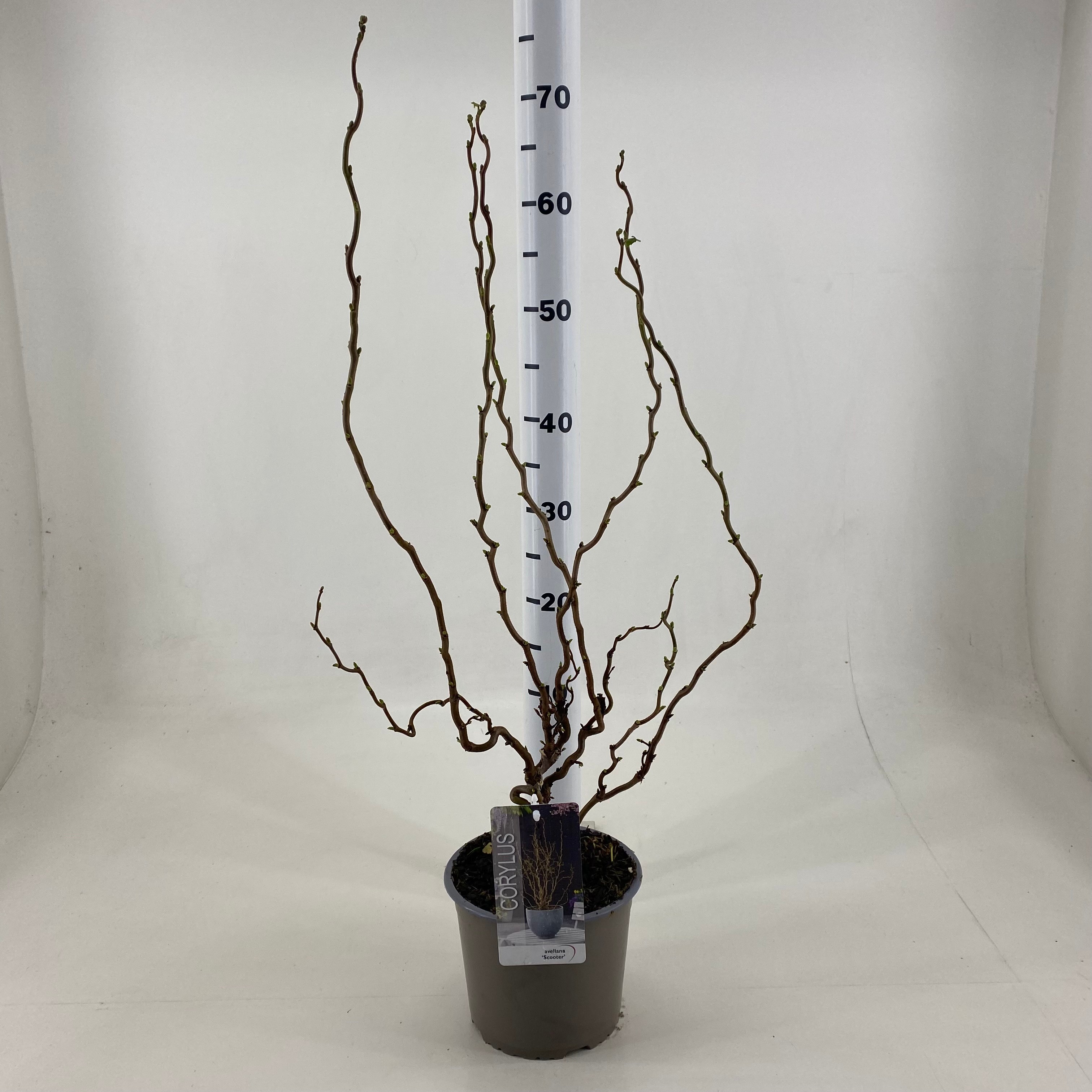 Picture of Corylus avellana Scooter P19 (3 Ltr) (LOOSE)