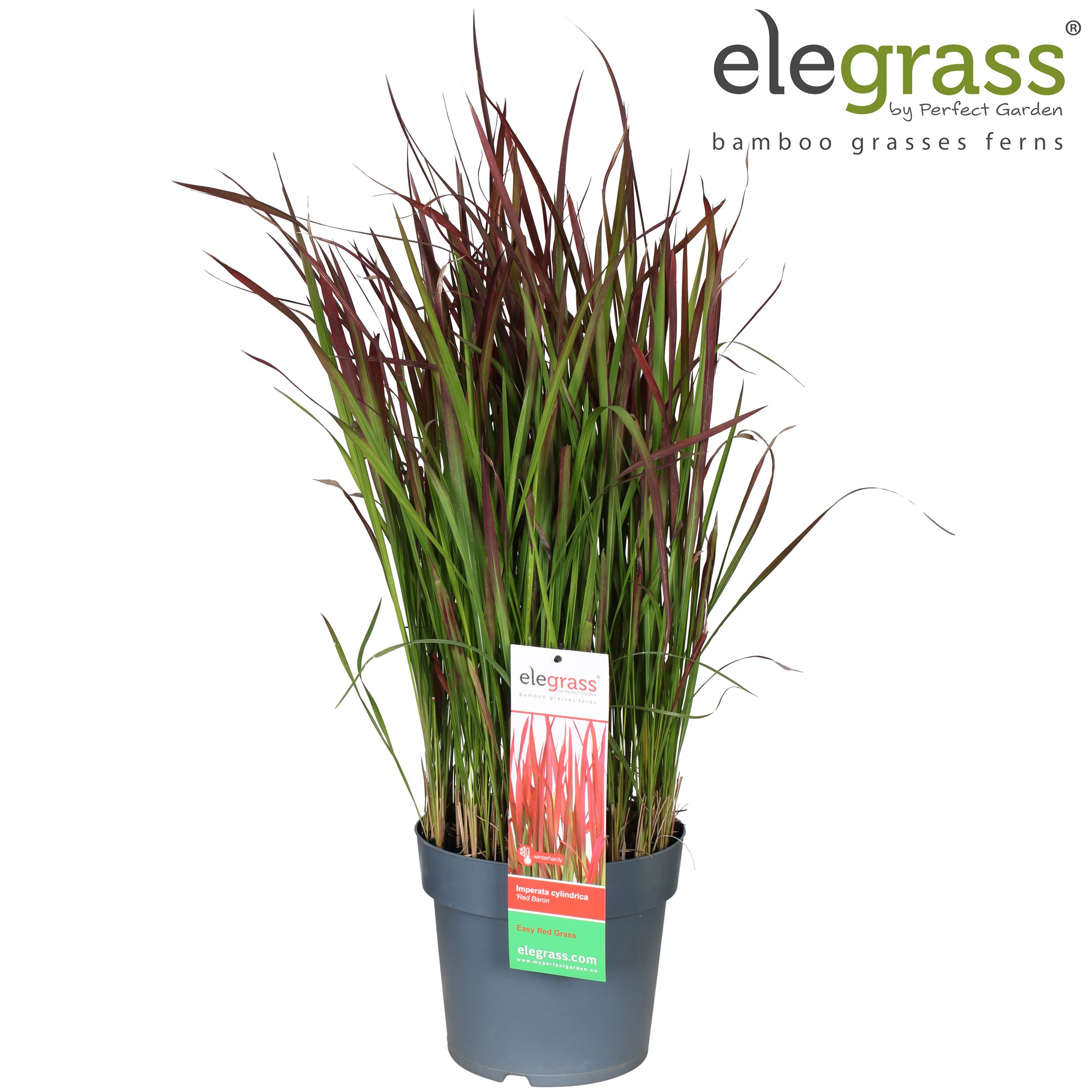 Picture of Imperata cylindrica 'Red Baron' P23