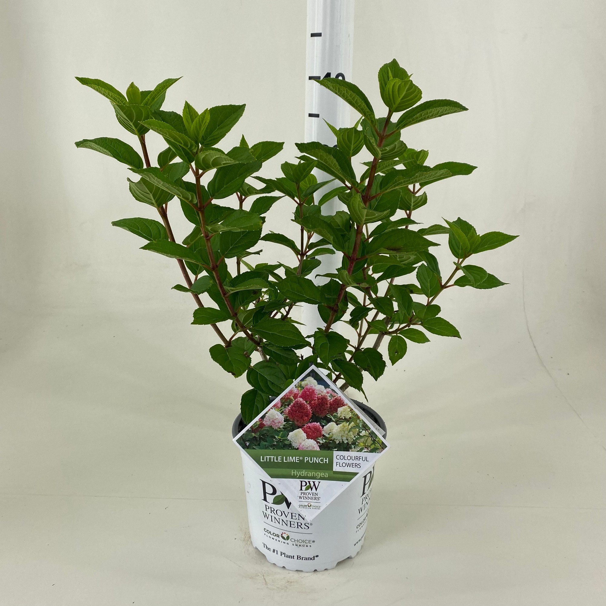 Picture of Hydrangea paniculata 'Little Lime Punch' ®