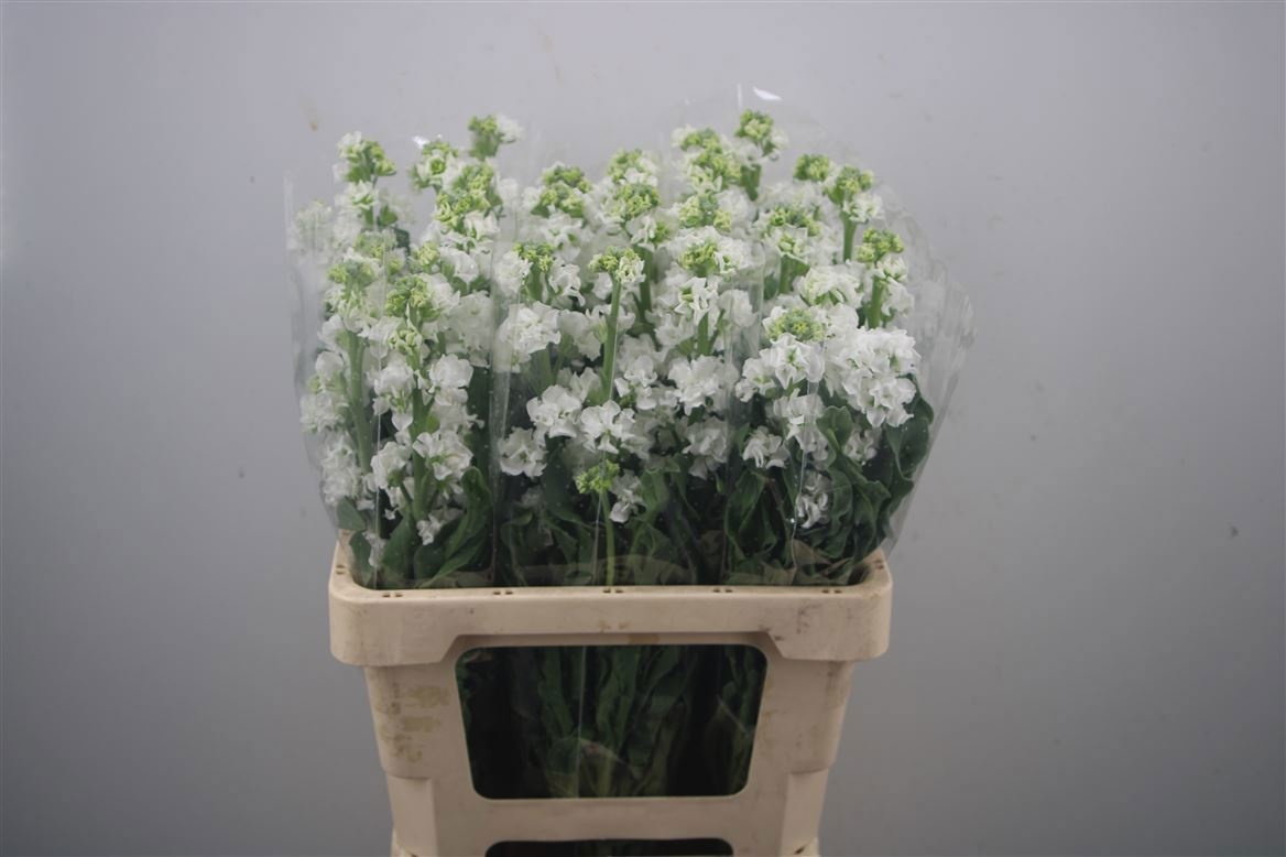 Matth Iron White