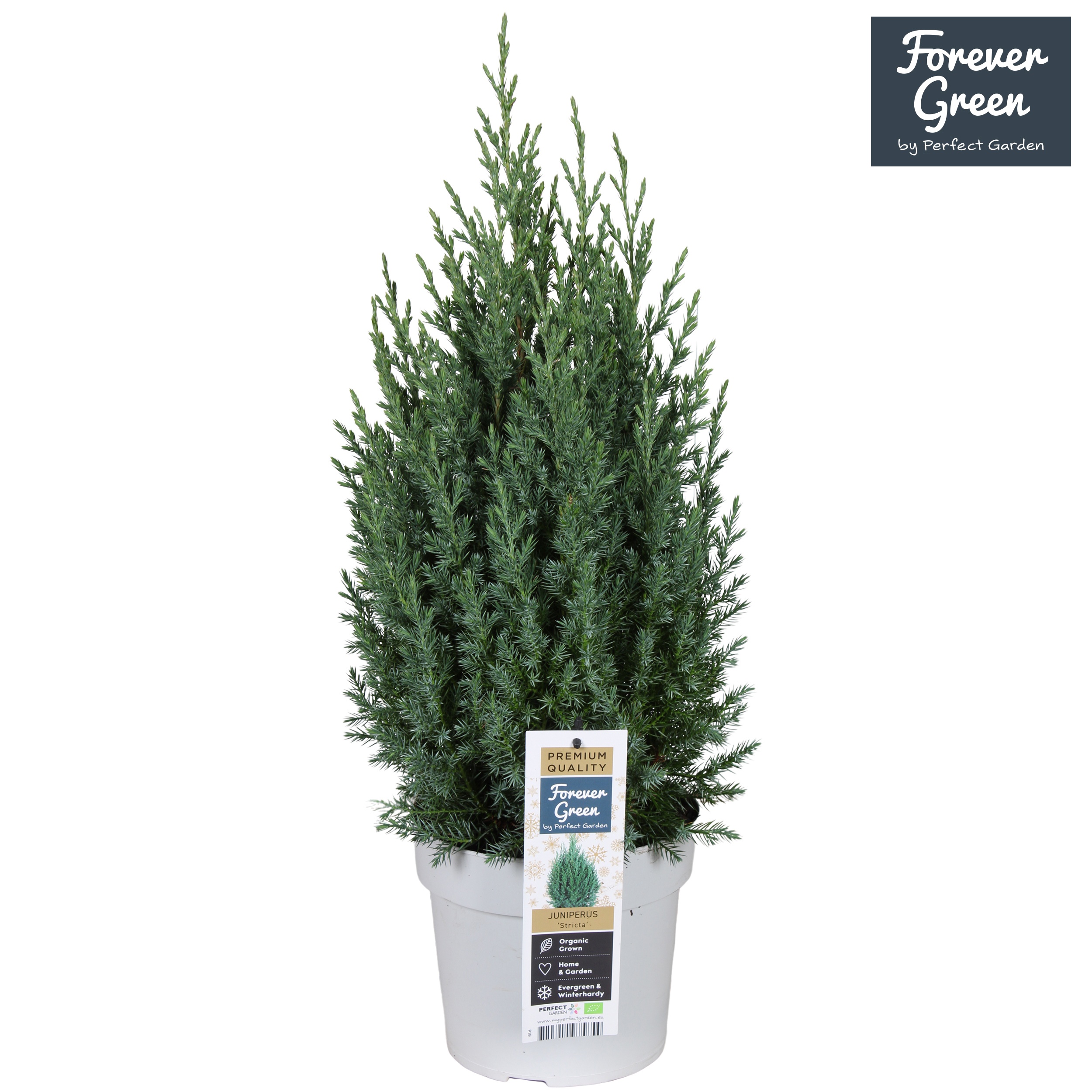 Juniperus chinensis 'Stricta' bio