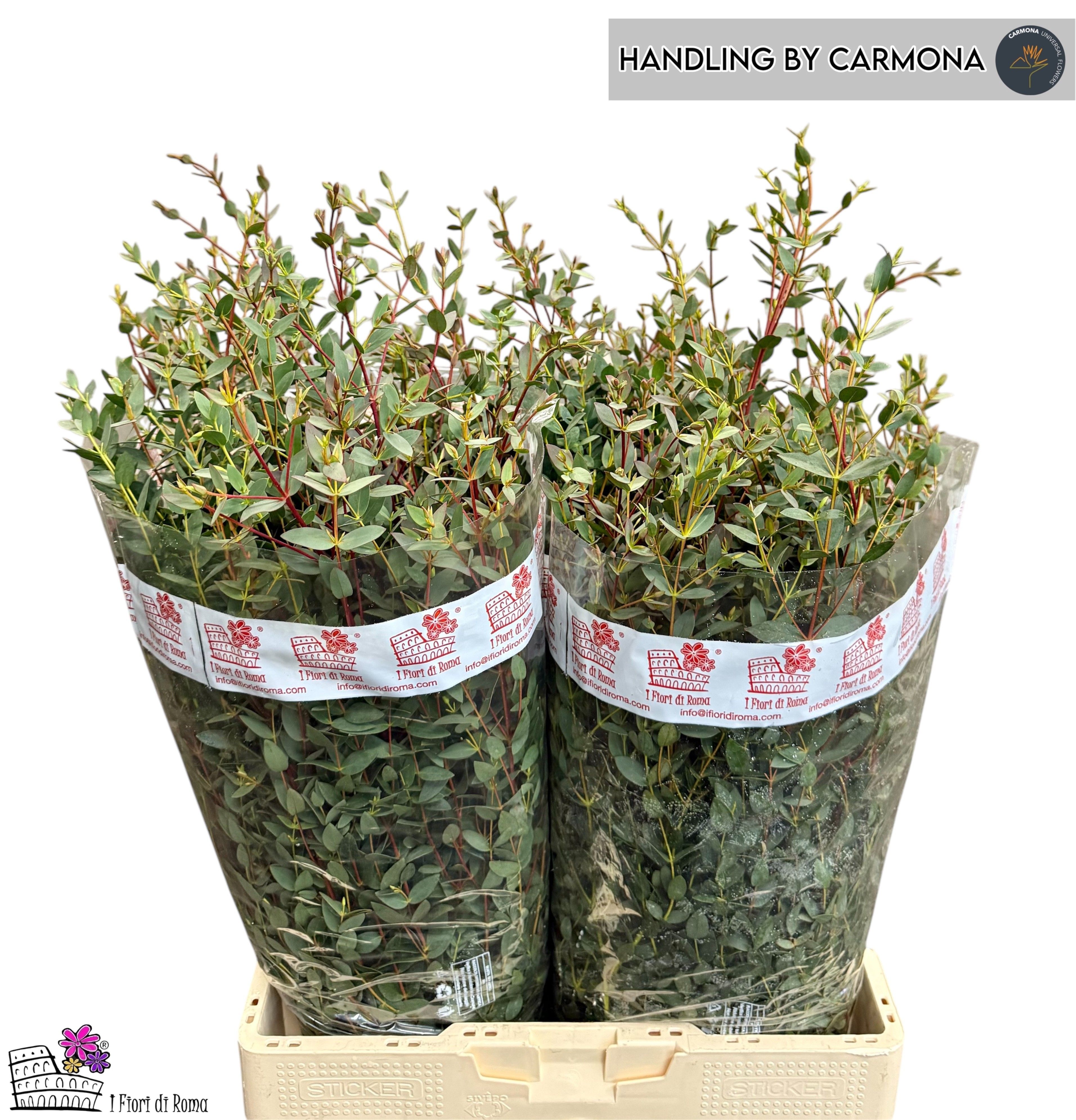 Euc Parvifolia P Bs
