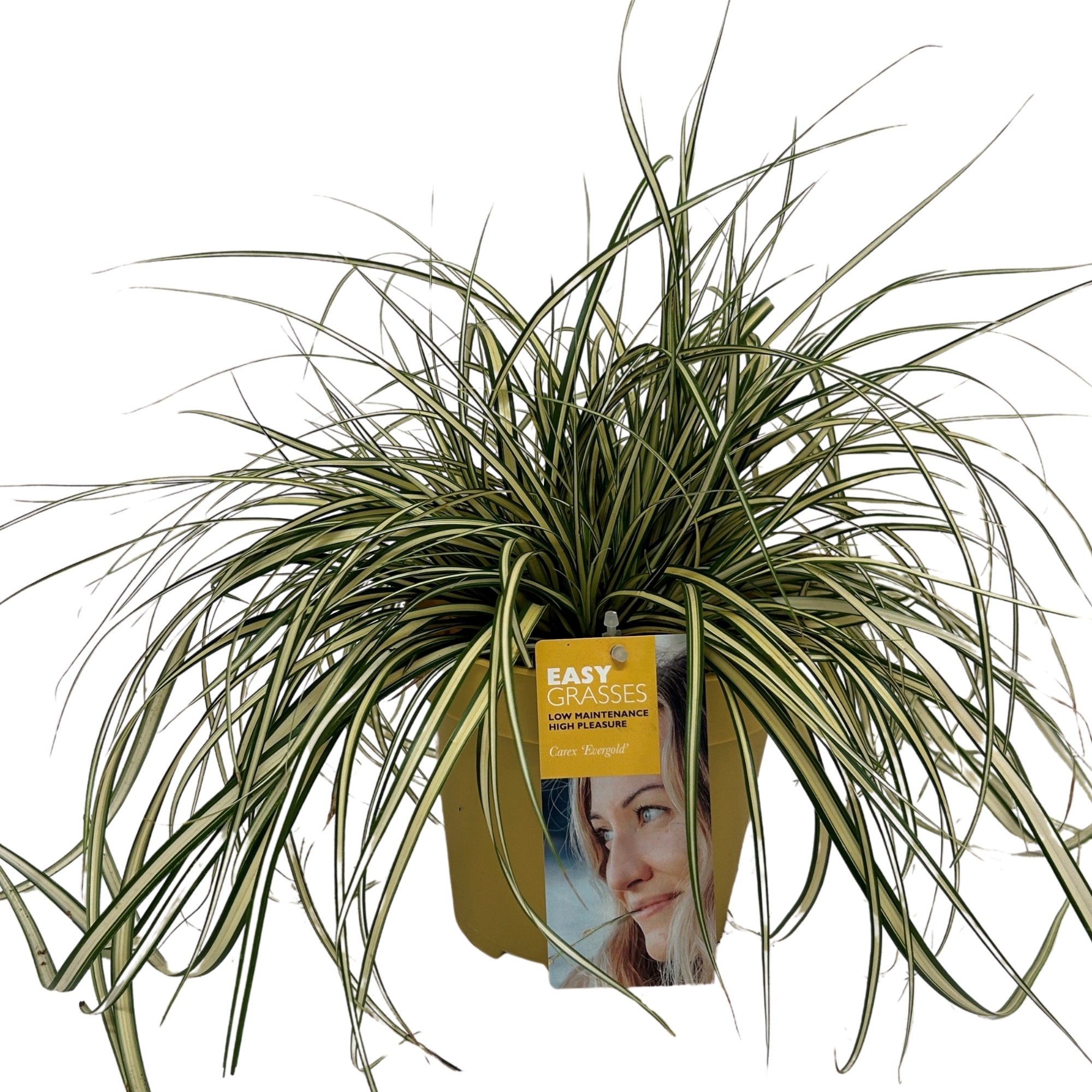 Picture of Carex oshimensis Evergold GEEL