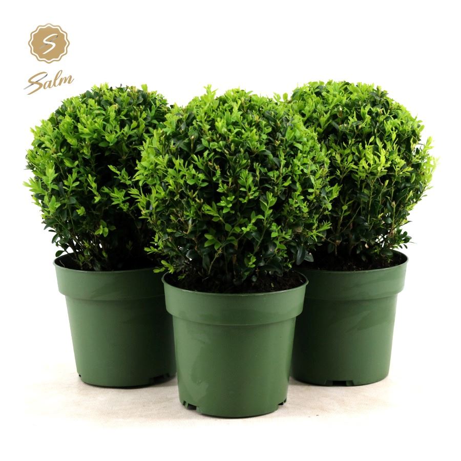 Picture of Buxus semp. Ball Ø20cm P17