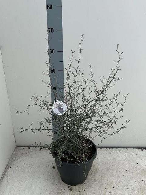 Corokia Cotoneaster 23P 80H