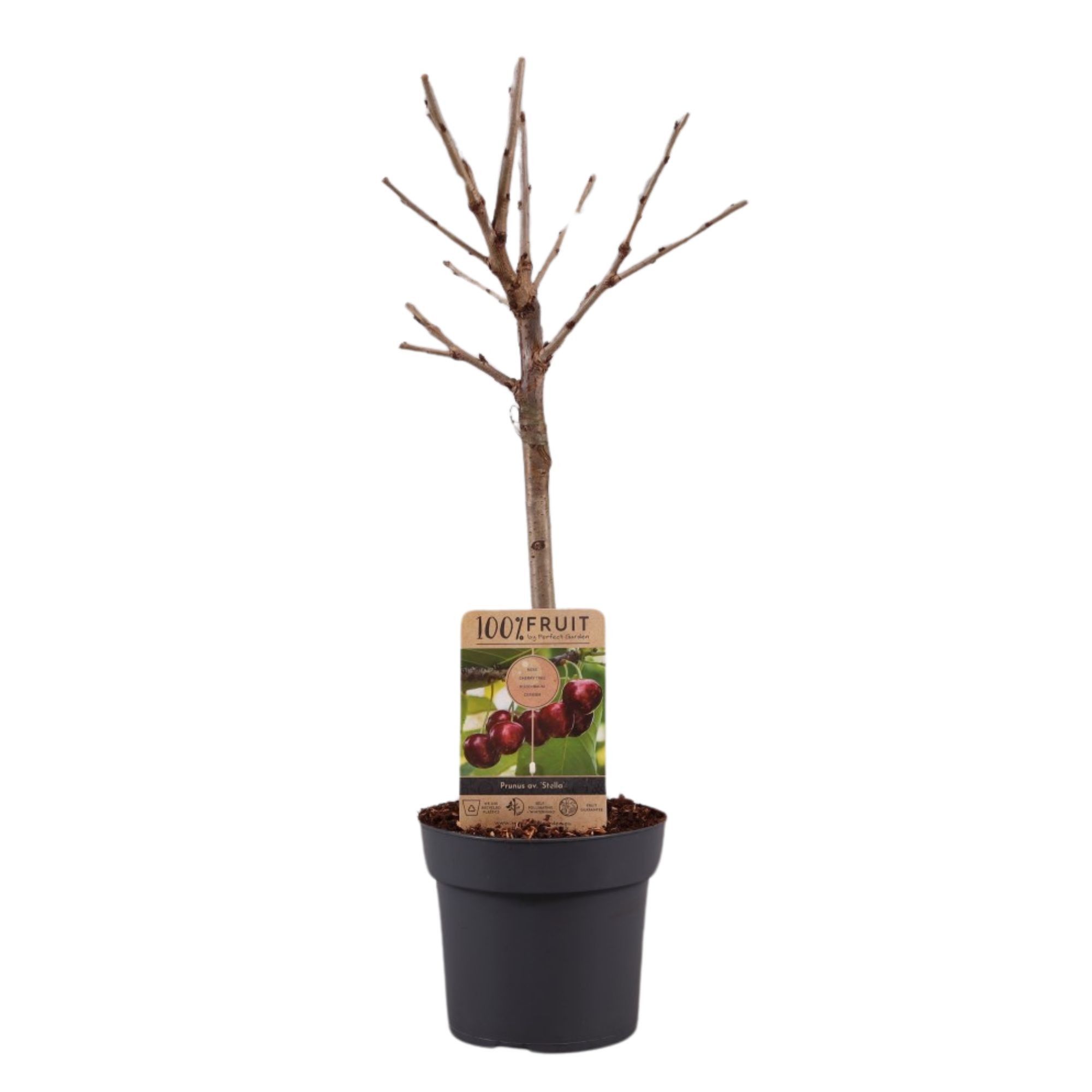 Picture of Prunus avium Stella P21 (4 Ltr) Patio-Trees