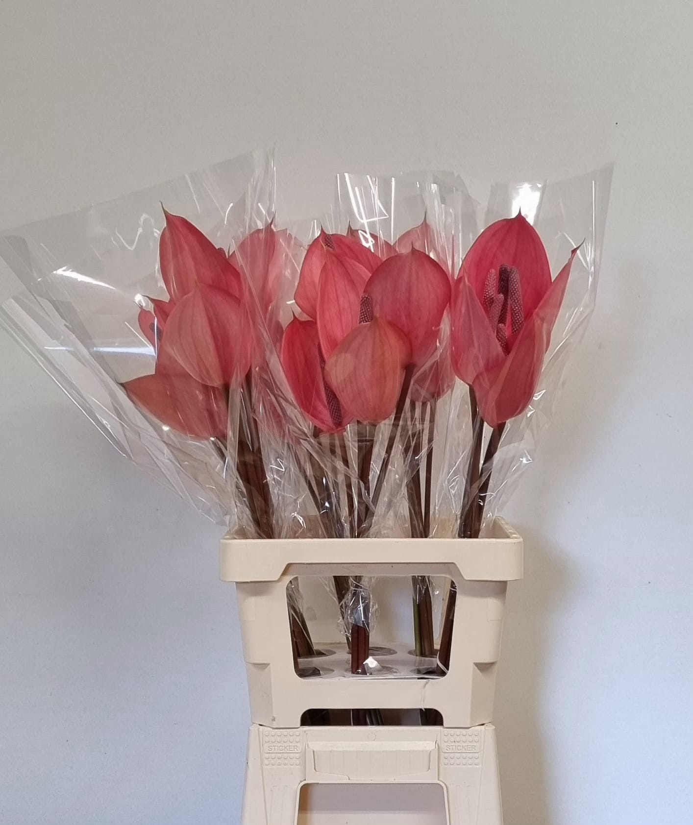 Anthurium Xavia 11Ø