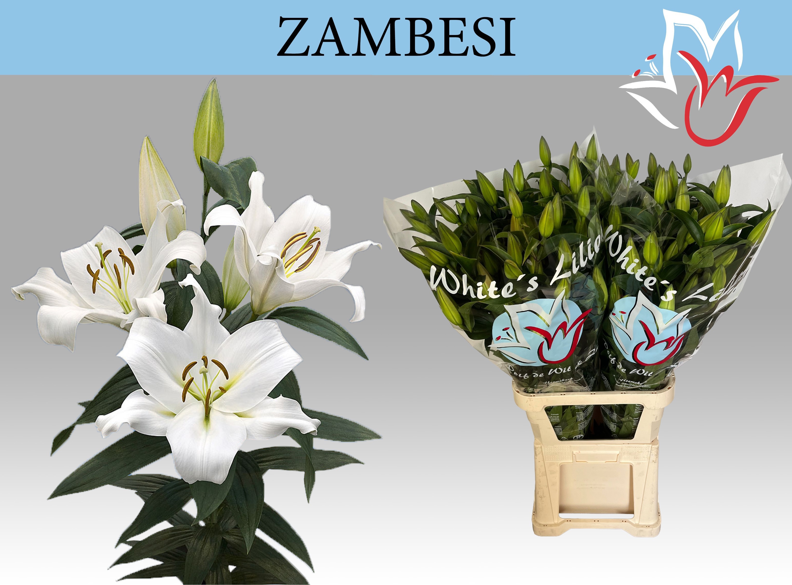 Li Ot Zambesi