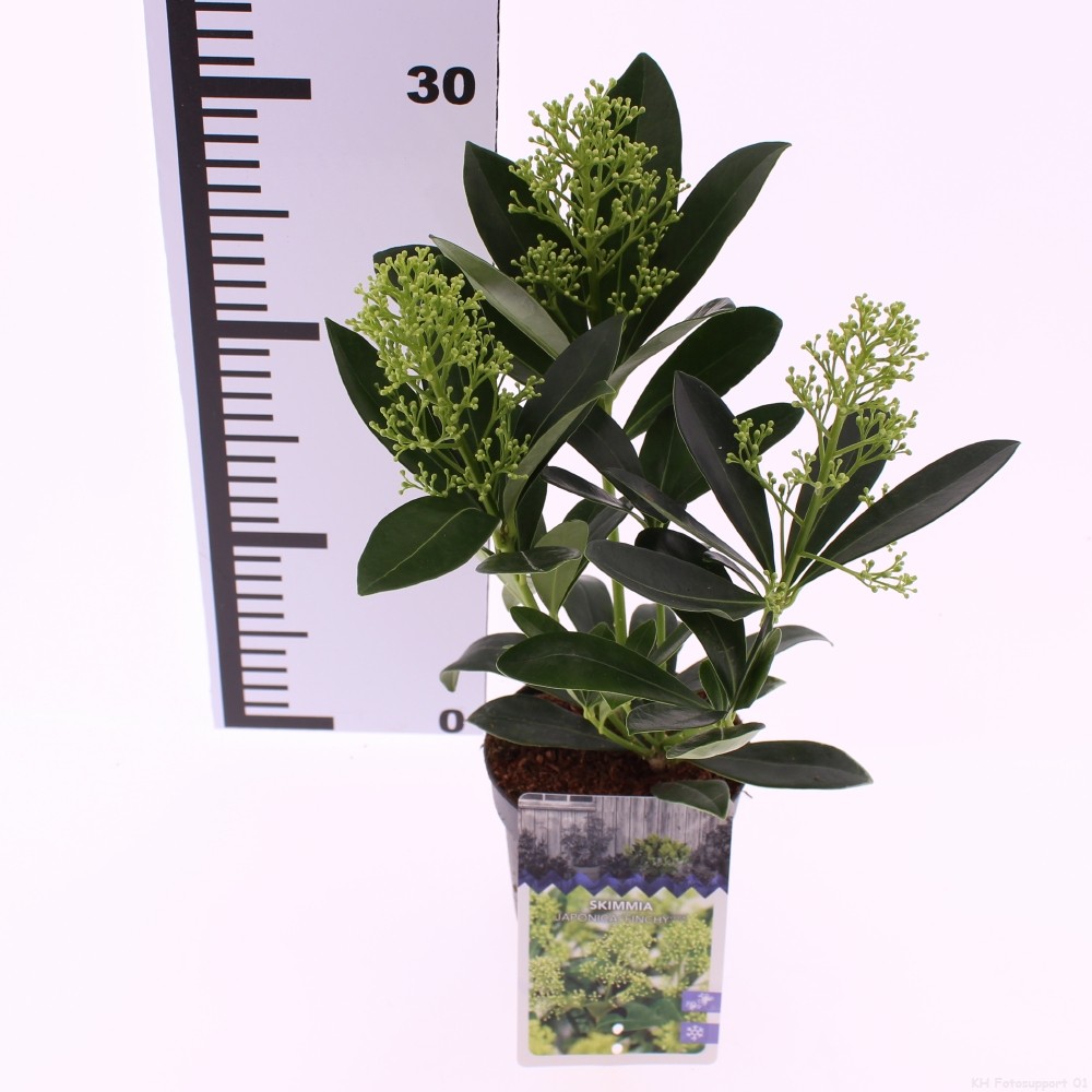 Picture of Skimmia jap. 'Finchy'