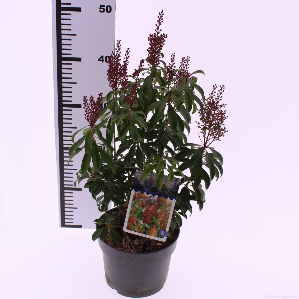 Picture of Pieris jap. 'Bonfire'