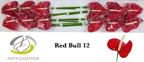 Anth A Red Bull