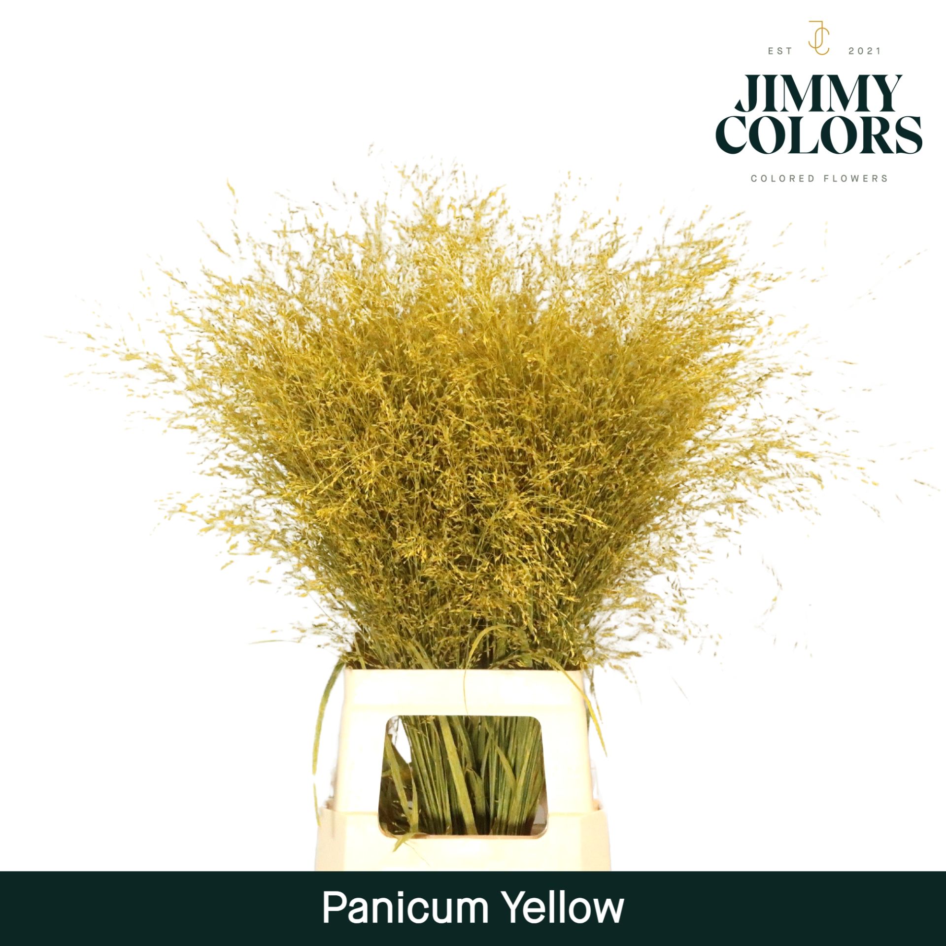 Panicum L90 Yellow