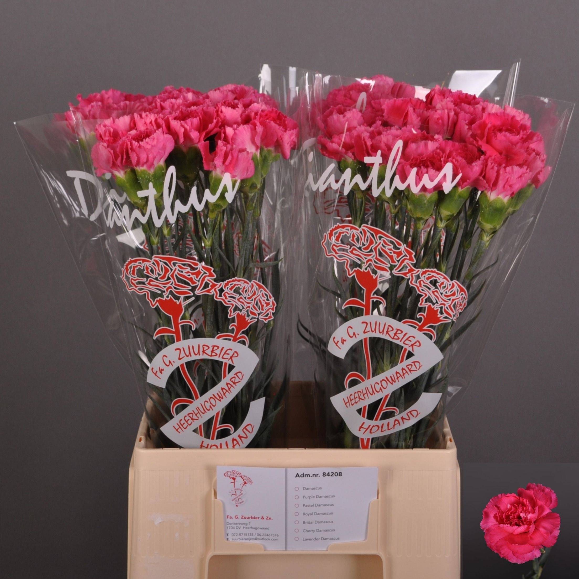Dianthus Cherry Damasc+ 60cm