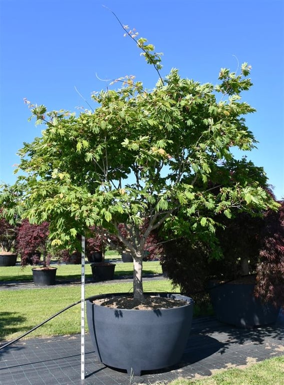 Acer japonicum 'Aconitifolium'