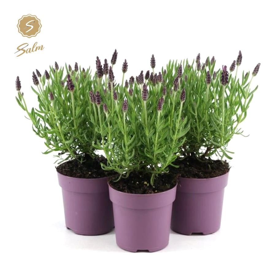 Green Inspiration Lavandula 'St Anouk' Standard Zinc Lavender 15cm Pot main image 1
