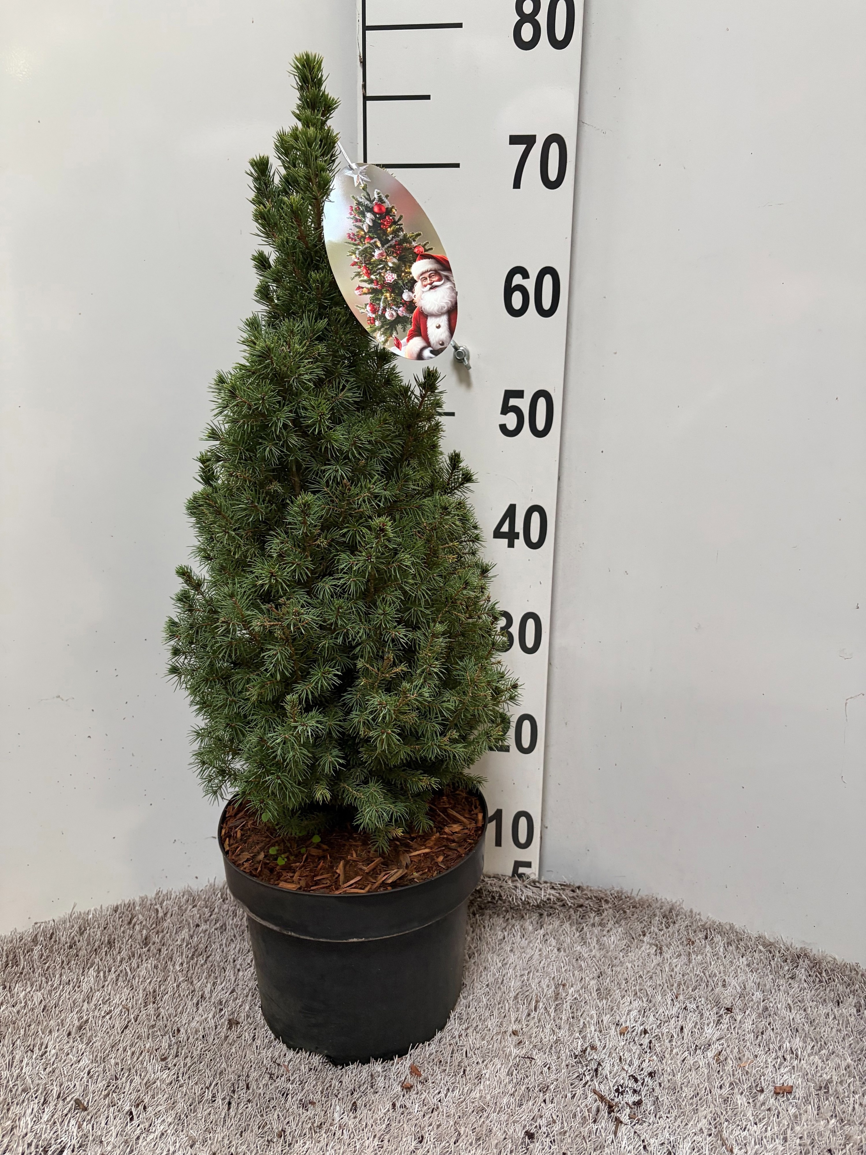 Picea Gl Conica 23P 70H