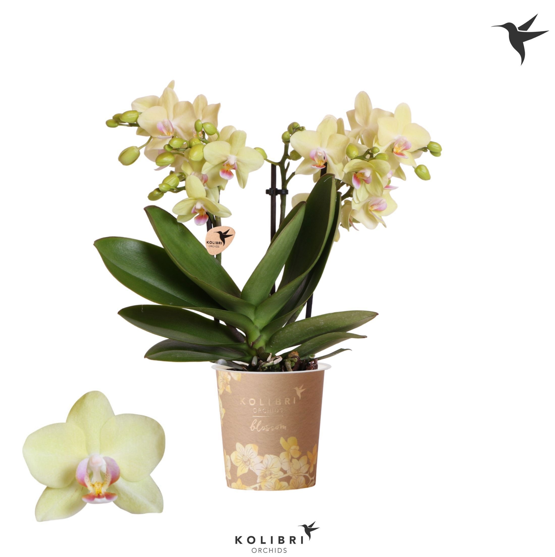 Phalaenopsis Kolibri Orchids Phalaenopsis Blossom Paraguay 3 spike