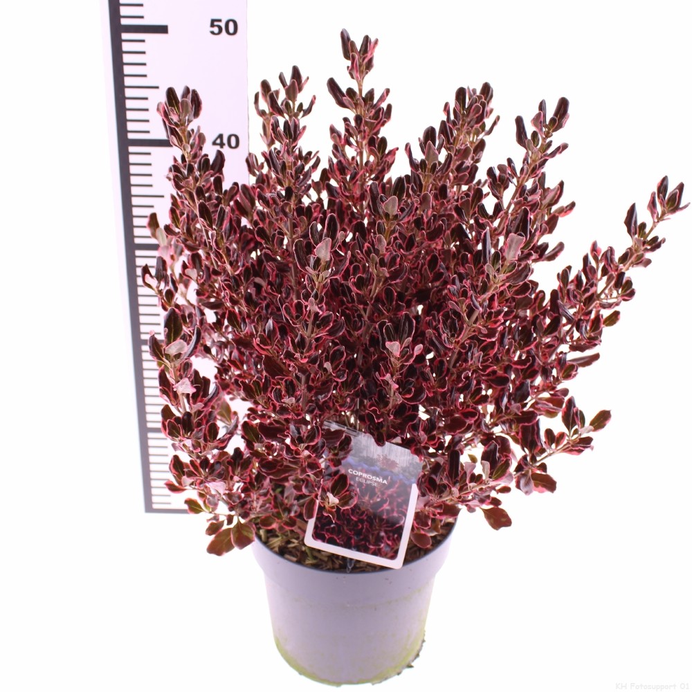 Picture of Coprosma Eclipse PBR P19 (3 Ltr) (LOOSE)