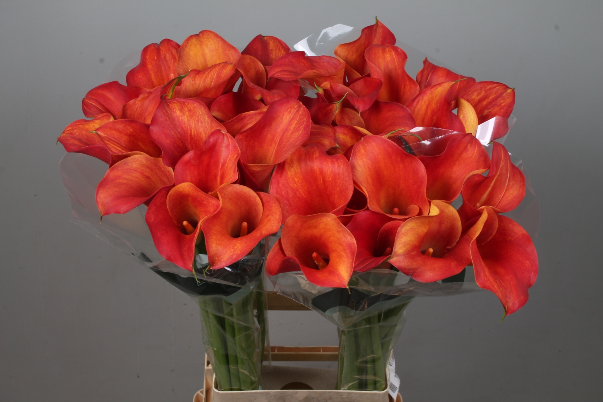 Calla Capt Trinity 80cm