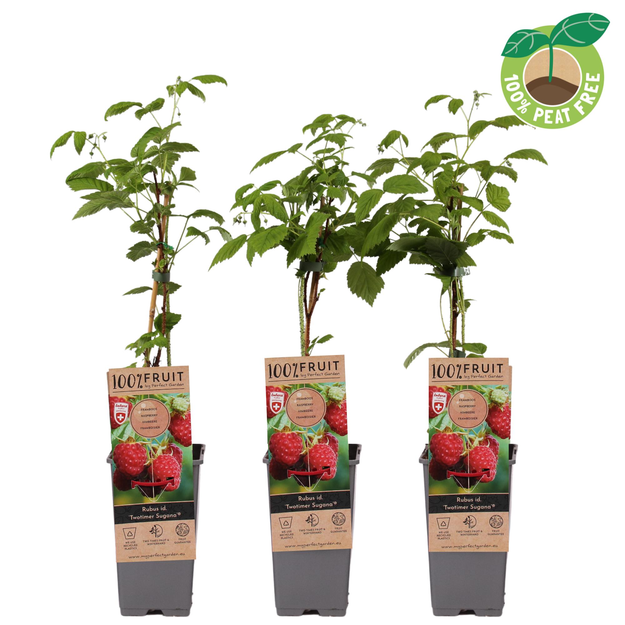 Picture of Rubus idaeus Twotimer (Red) P15 (2 Ltr/high)