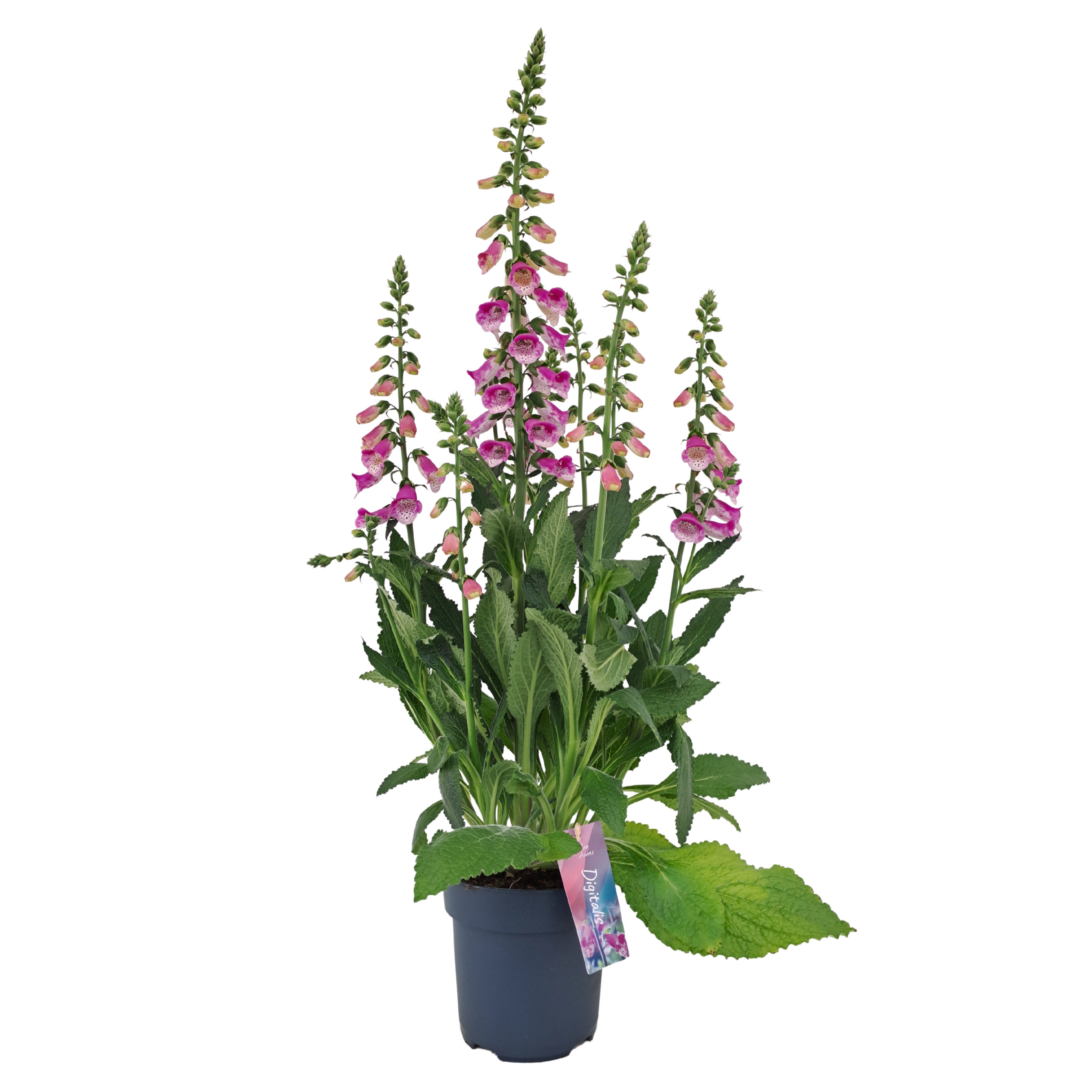 Digitalis 'Hanabee Pink (PT)