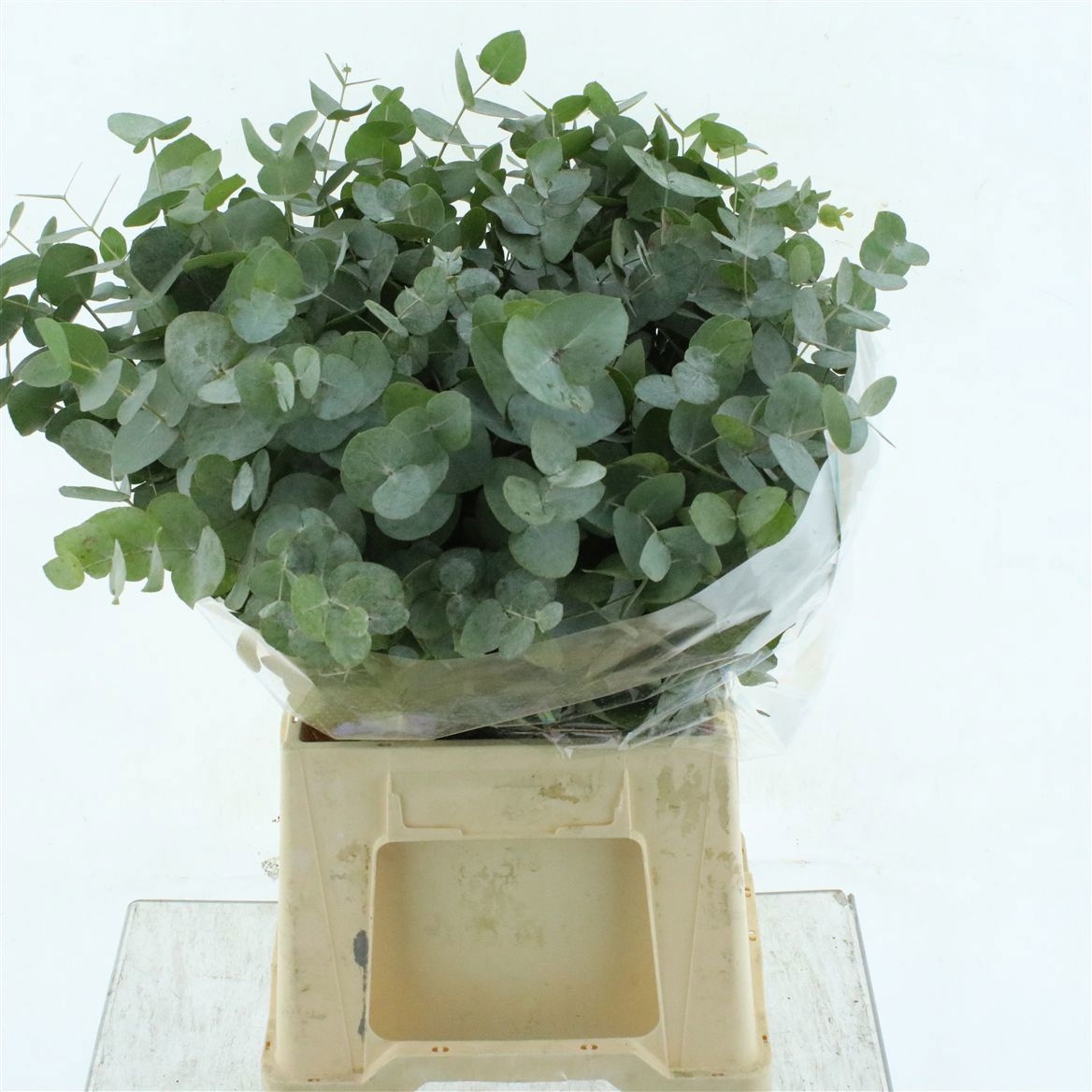 Euca Cinerea 55L.cm