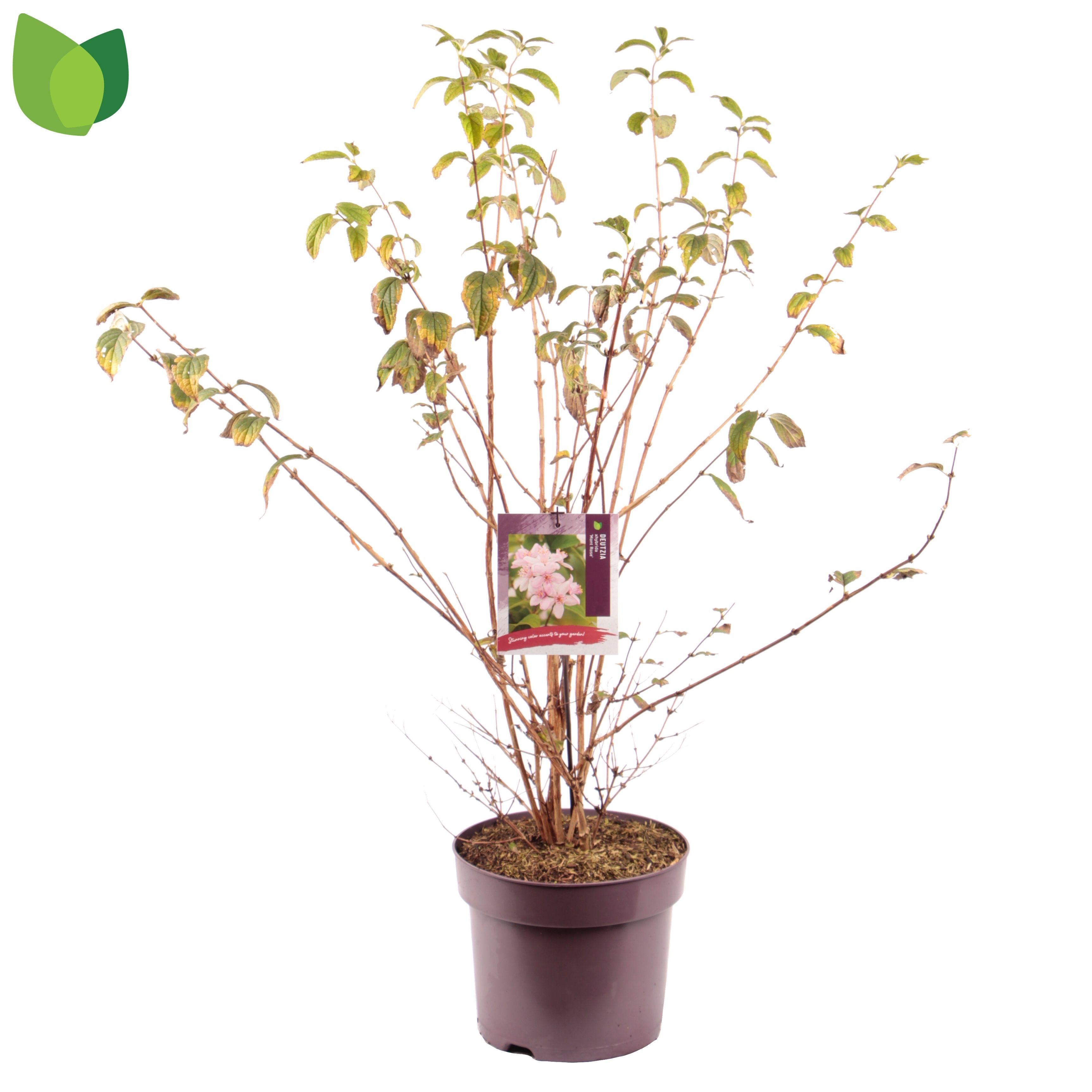 Deutzia hybrida 'Mont Rose'