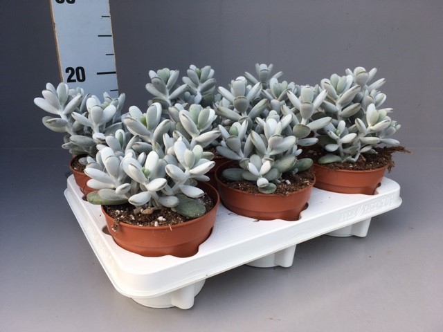 Picture of Cotyledon Orbiculata P12 20CM