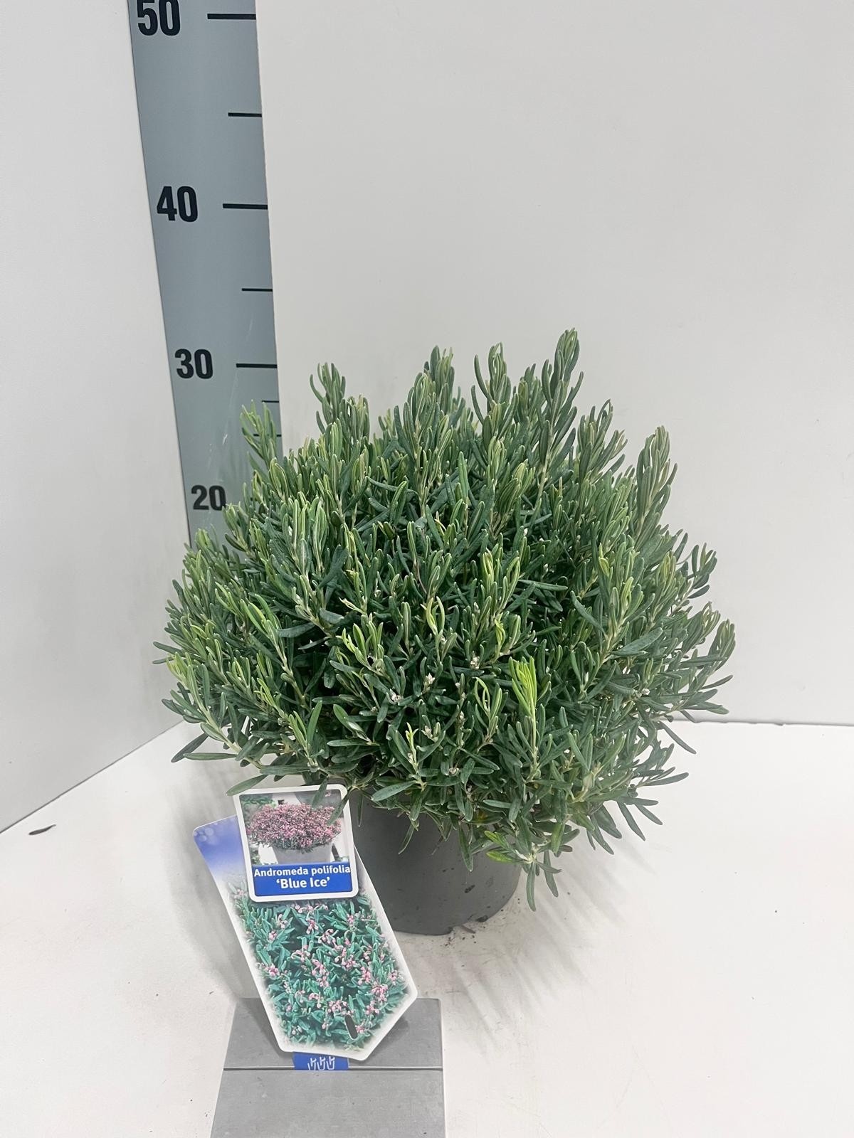 Picture of Andromeda polifolia 'Blue Ice'
