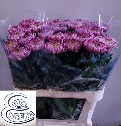 Chrys Single Holiday 80cm 70gram