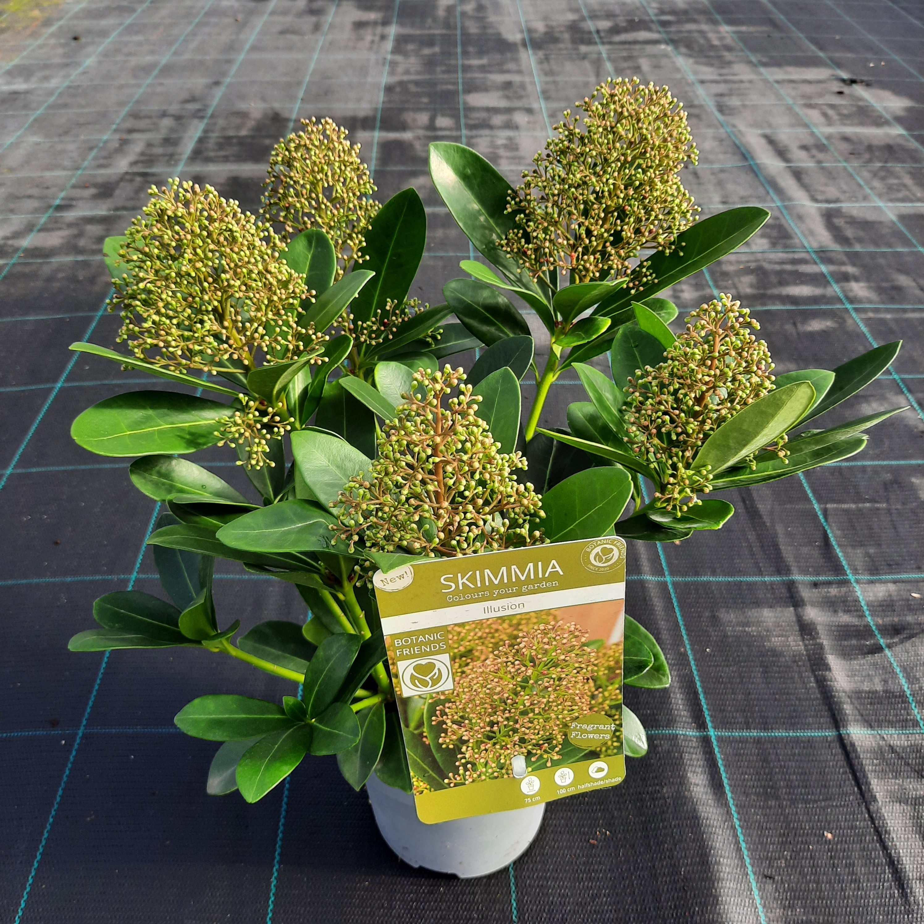 Picture of Skimmia jap. Illusion P15