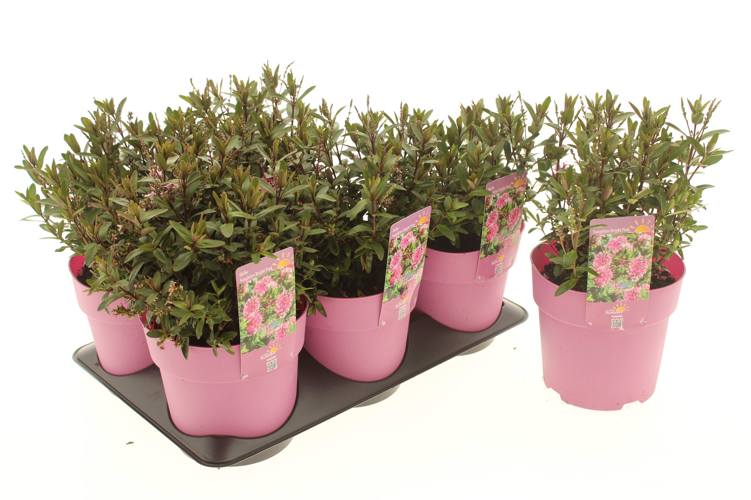 Hebe 'Naughties Bright Pink'