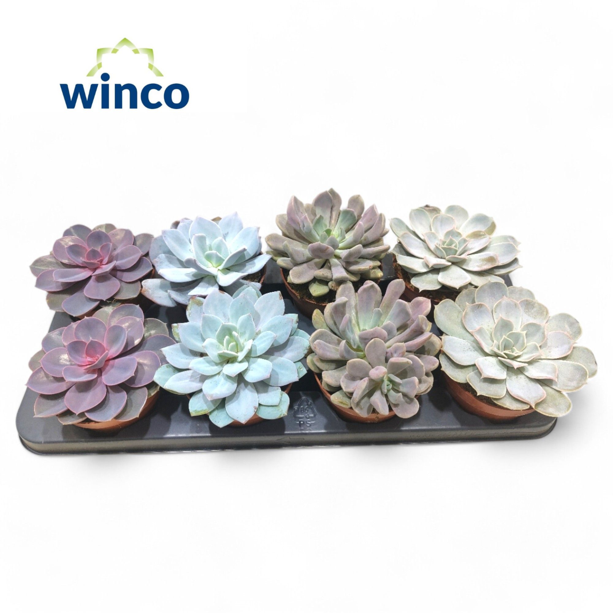 Picture of Echeveria Love Mix P12 20CM