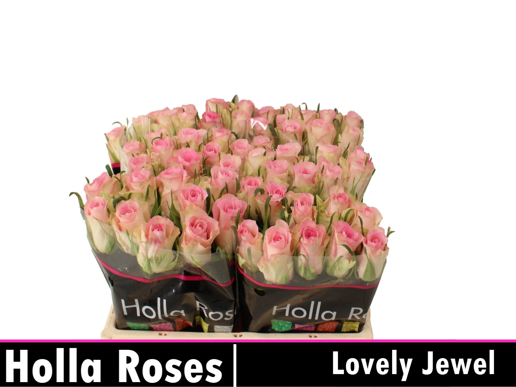 R Gr Lovely Jewel