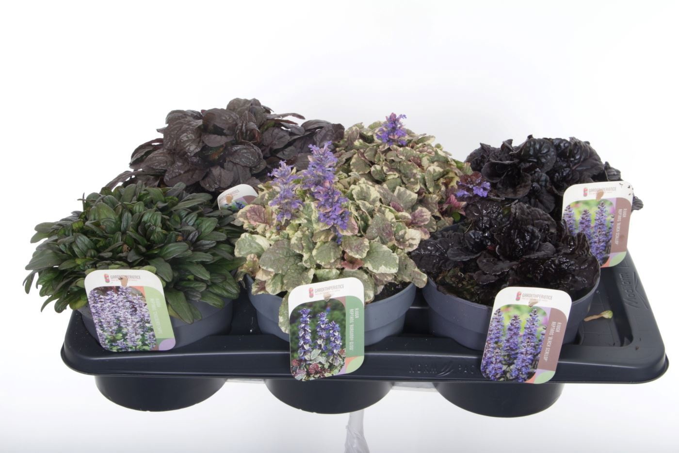 Ajuga Rept 17P 30H