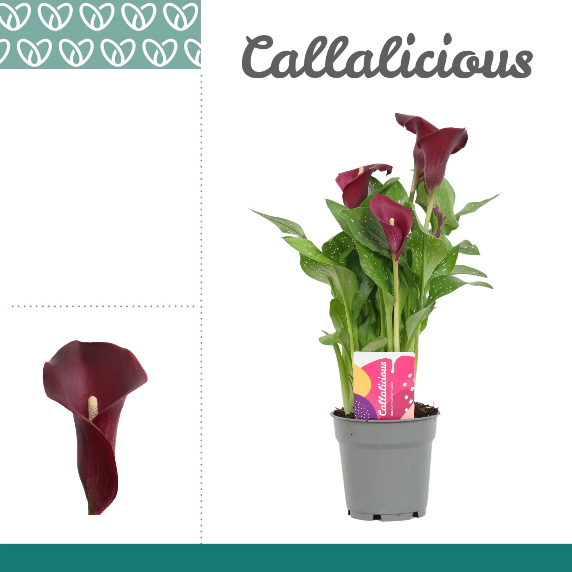 Zantedeschia (Calla) Bordeaux Rood