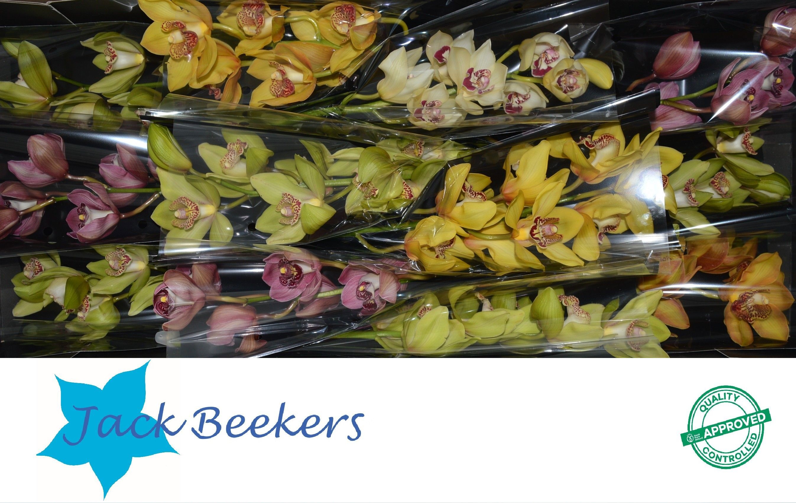 Cymbidium Asst 5bl