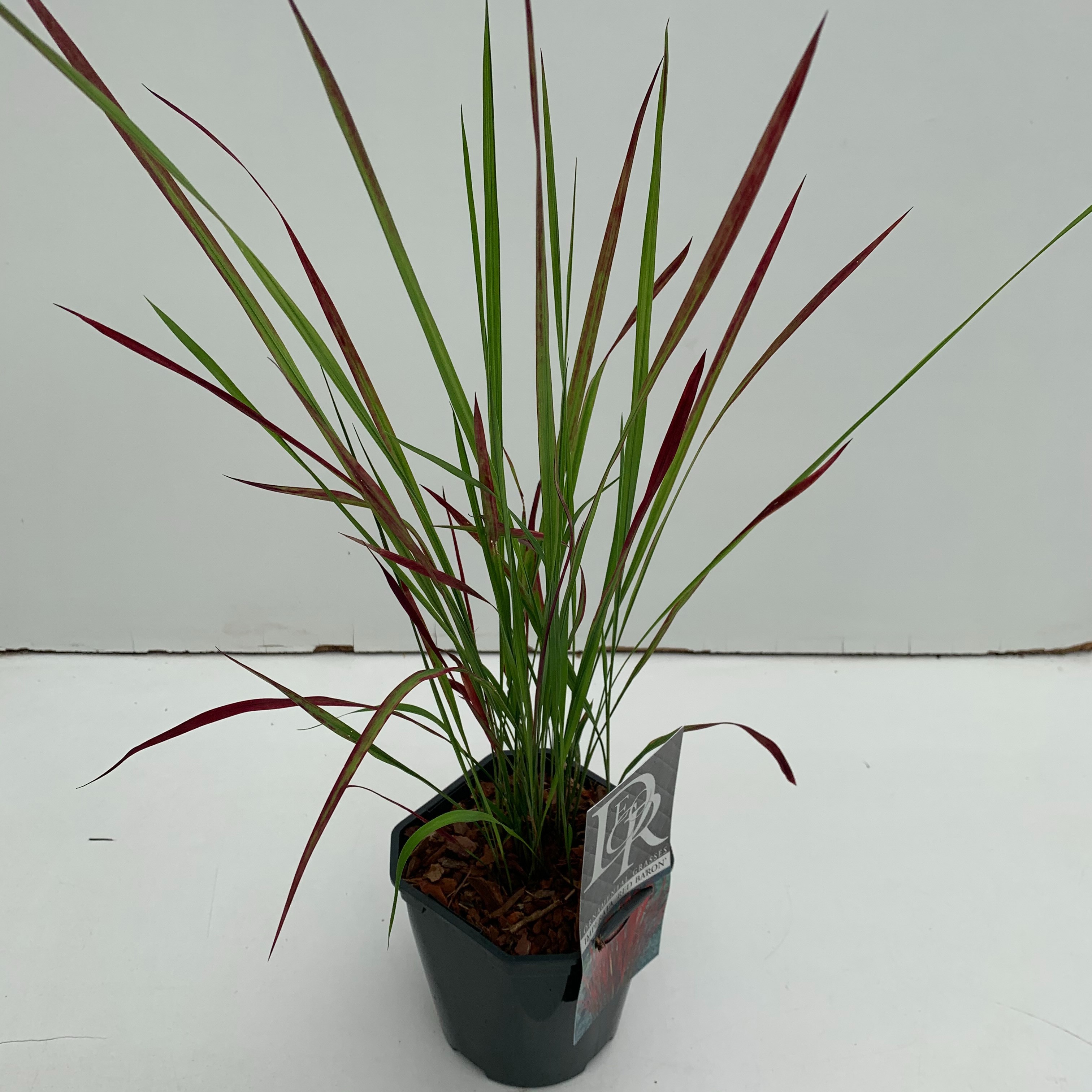 Imperata cylindrica 'Red Baron'