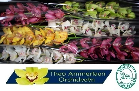 Cymbidium Asst 13bl