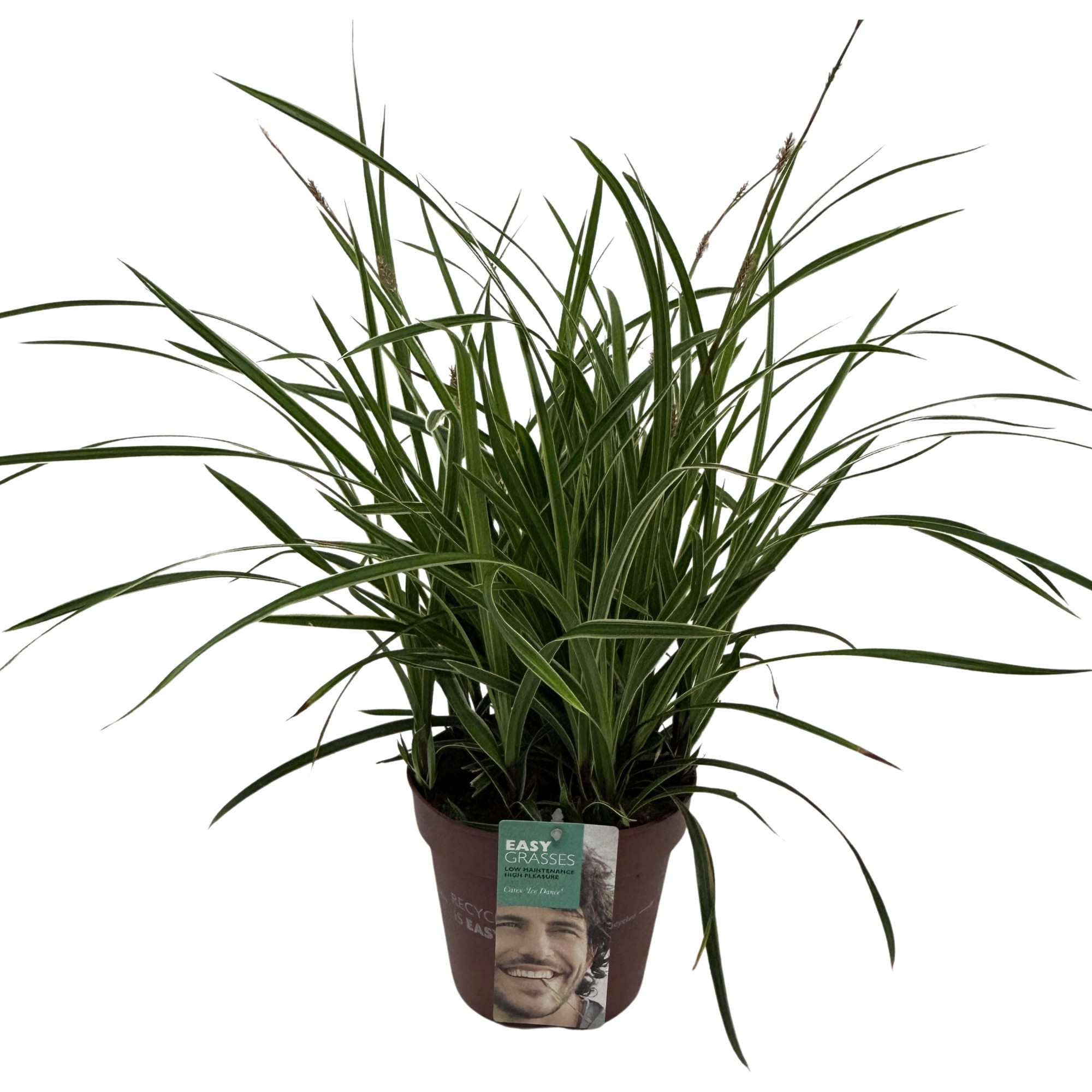 Picture of Carex morrowii Ice Dance