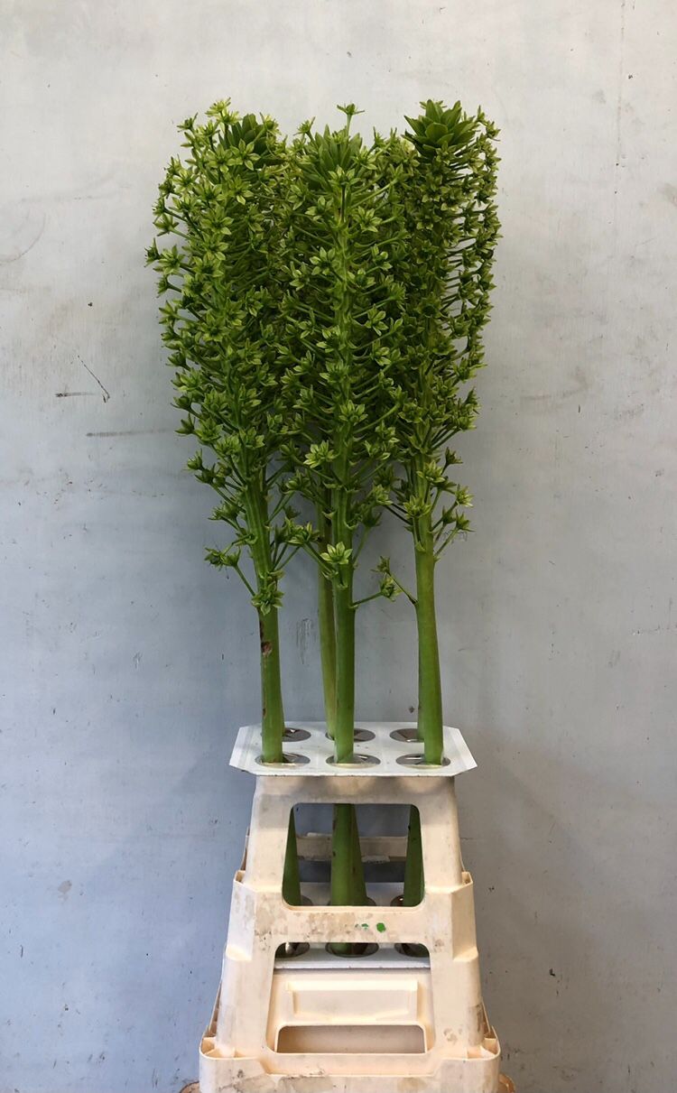 Eucomis P-e Goliath 100cm
